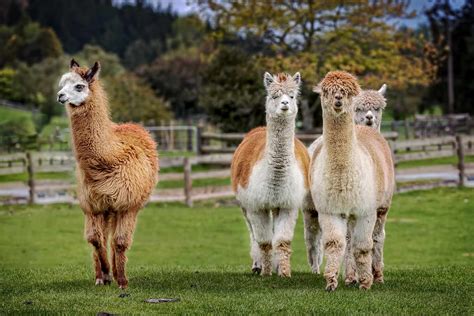 Alpaca ranch - Our aim is to work collaboratively in offering Ranch Services and Agritourism activities such as ranch tours for our clients and guests with our alpacas. We are diligent in meeting the standards of the industries' governing bodies Both at the national and local levels as they aim to advance, promote and enhance alpaca herds with integrity ...